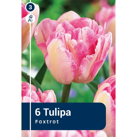 Vh 16825 Tulipa double early Foxtrot 6db/cs 11/12