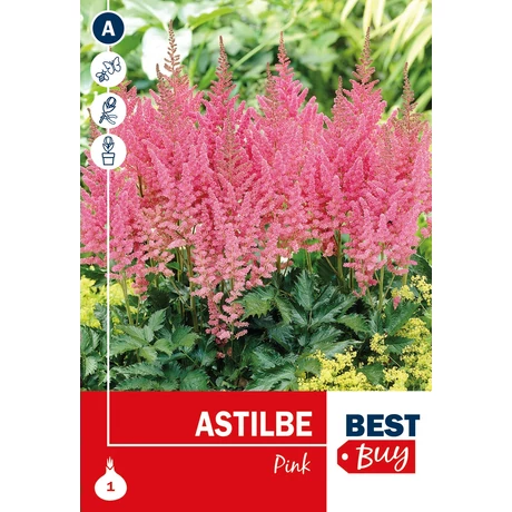 Vh08034 Astilbe Pink 1db/cs
