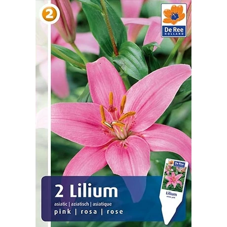 Vh08226 Liliom Asiatic Pink