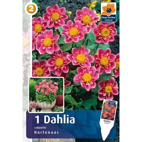 Vh08274 Dahlia Mignon Hartenaas 1db/cs