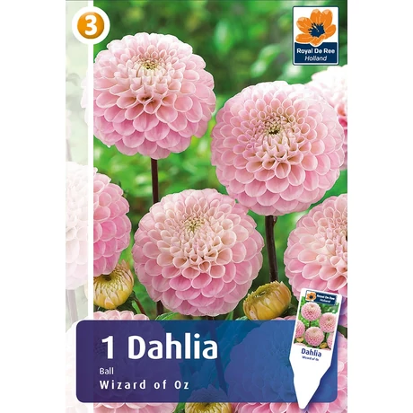 Vh08524 Dahlia Pompon/Ball Wizard of Oz 1db/cs