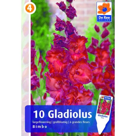 Vh Rackbox Gladiolus Largeflowering Bimbo