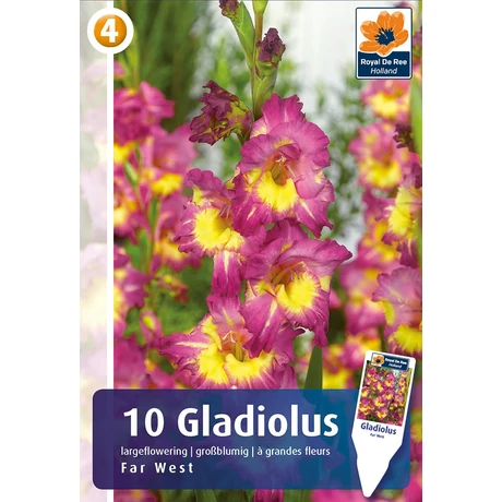 Vh08553 Gladiolus Largeflowering Far West 10db/cs