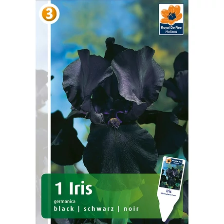 Vh08536 Írisz Germanica Black 1db/cs
