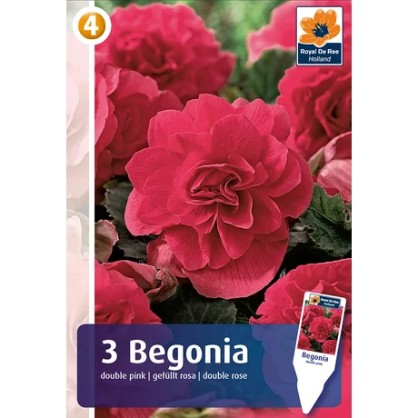 Vh08361 Begonia Double Pink 3db/cs