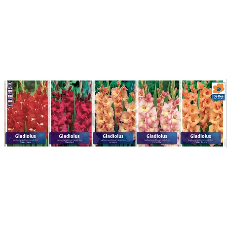 Vh GLS01 Gyűjtő Gladiolus  Largeflowering 80dbx5 méret:14+