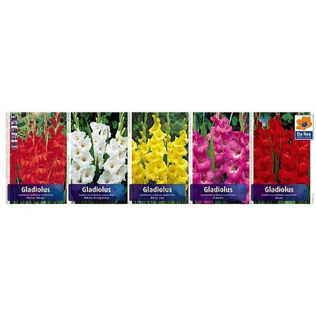 Vh GLS03 Gyűjtő Gladiolus Largeflowering 80dbx5 méret:14+