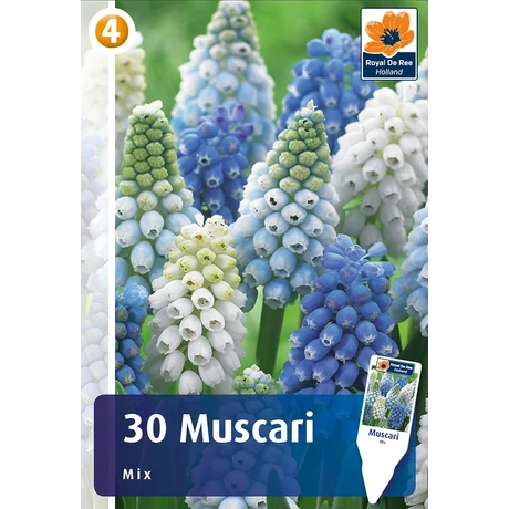 Vh 16861  Muscari Mix 30db/cs 7/8