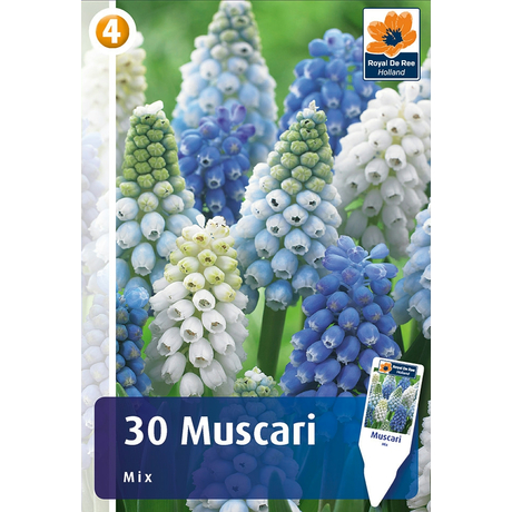 Vh16861 Muscari Mix 30db/csom