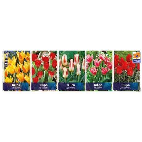 Vh Tulipán gyűjtő  07 Greiigi/kaufmanniana 5x60db