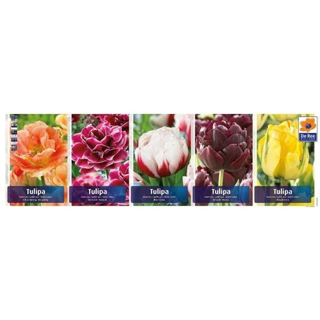 Vh Tulipán gyűjtő  14 Double late 5X40db