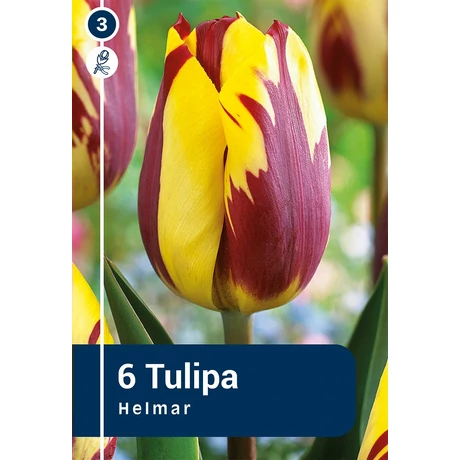 Vh 16857 Tulipa rembrandt Helmar 6db/cs 11/12