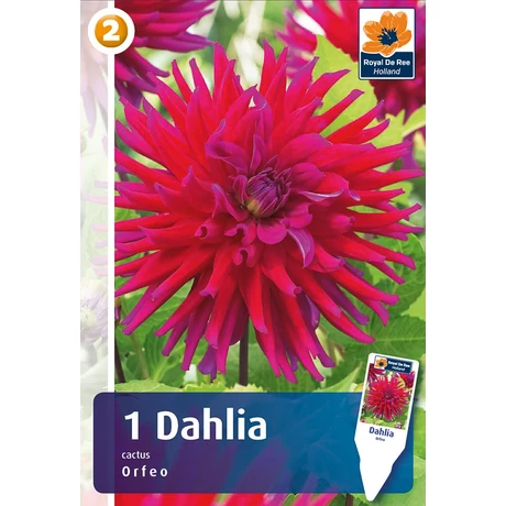 Vh08232 Dahlia Cactus Orfeo 1db/cs