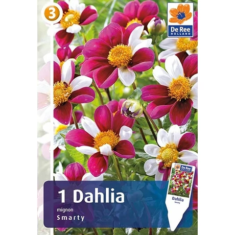 Vh08573 Dahlia Mignon Smarty