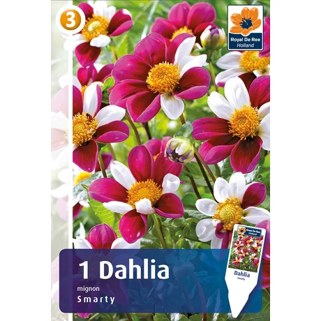 Vh08573 Dahlia Mignon Smarty 1db/cs