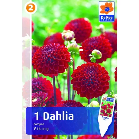 Vh08574 Dahlia Pompon/Ball Viking 1db/cs