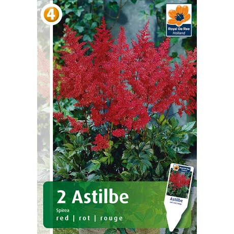 Vh08426 Astilbe Red 2db/cs