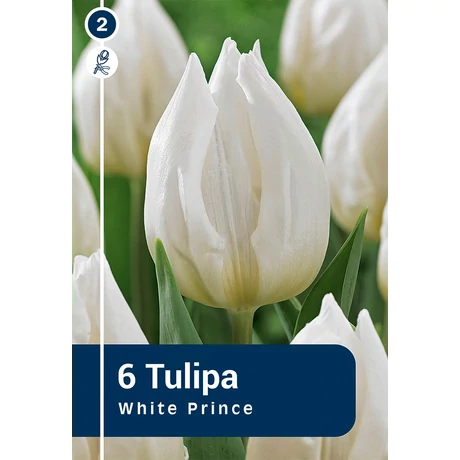 Vh 16869 Tulipa Single early White Prince 6db/cs 11/12