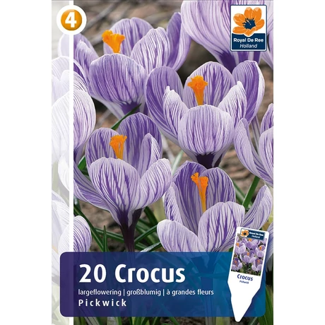 Vh 16885 Crocus Largeflowering Pickwick 20db/cs 8/9