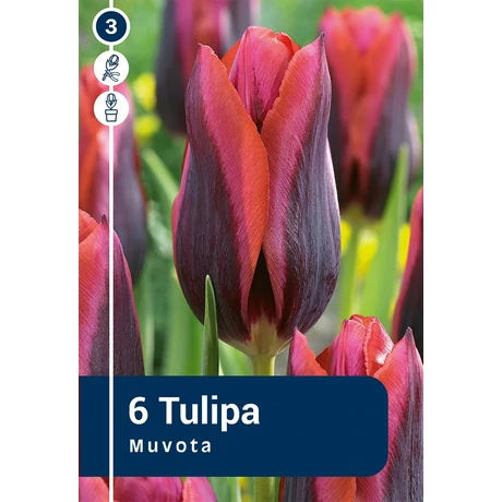 Vh 16872 Tulipa Triumph Muvota / Slawa 6db/cs 11/12