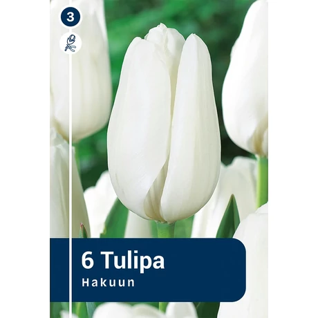 Vh 16854 Tulipa Darwin hybride Hakuun 6db/cs 11/12