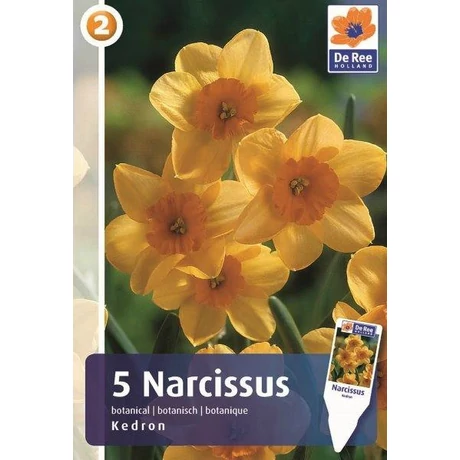 Vh 16879 Narcissus Small cupped Kedron 5db/cs 12/14