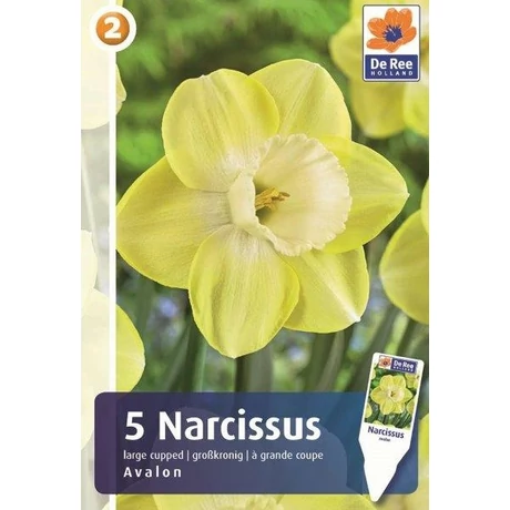 Vh16877 Narcisz Large Cupped Avalon 5db/csom