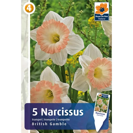 Vh 16876 Narcissus Trumpet British Gamble 5db/cs 12/14
