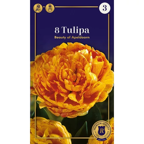 Vh16507 Tulipán Supreme Double Early Beauty of Apeldoorn 8db/csom