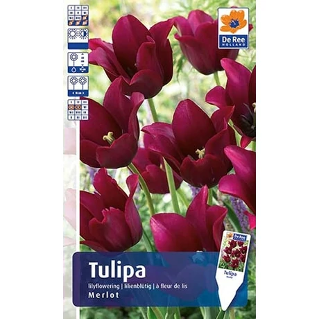 Vh Rackbox Tulipán Supreme Lilyflowering Merlot 150db