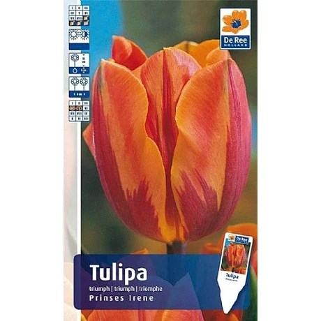 Vh Rackbox Tulipán Rembrandt Prinses Irene 150db