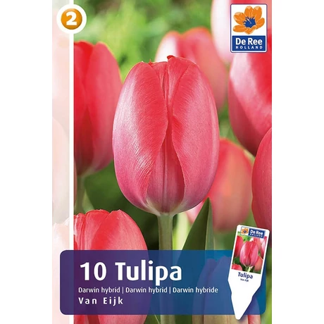 Vh Rackbox Tulipán Darwin Hybrid Van Eijk 150 db