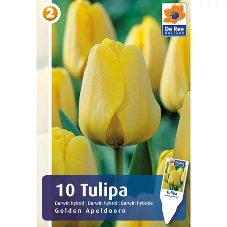 Vh Rackbox Tulipán Darwin Hybrid Golden Apeldoorn 150db