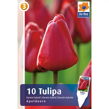 Vh Rackbox Tulipán Darwin Hybrid Apeldoorn 150db