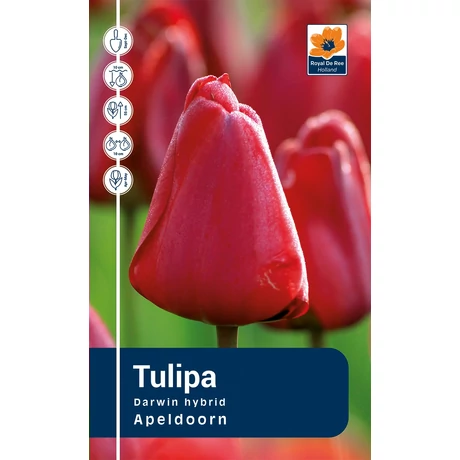 Vh Rackbox Tulipa Darwin hybrid Apeldoorn 120db/cs 11/12