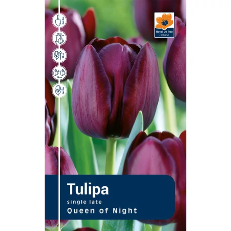 Vh Rackbox Tulipa Late Queen of Night 120db/cs 11/12