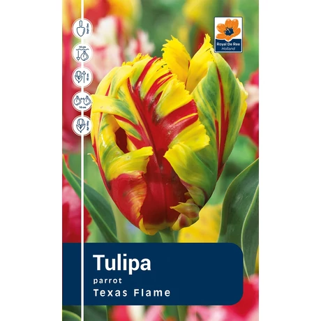 Vh Rackbox Tulipa Parrot Texas Flame 120db/cs 11/12