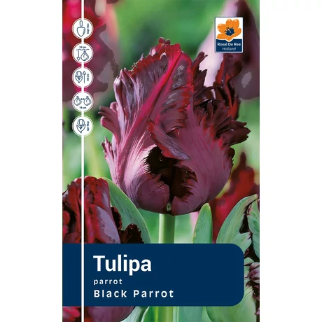 Vh Rackbox Tulipa Parrot Black Parrot 120db/cs 11/12
