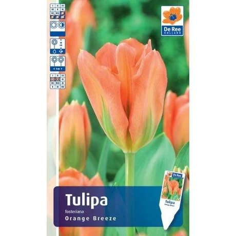 Vh Rackbox Tulipán Fosteriana Orange Breese 150db