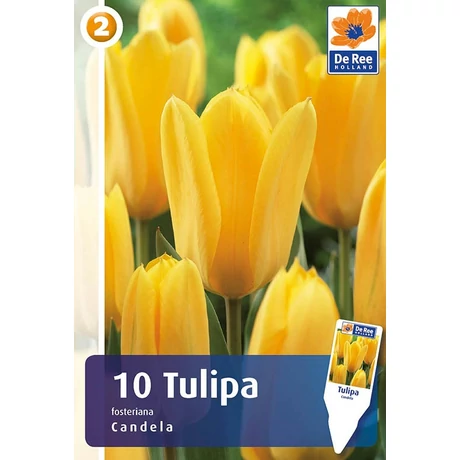 Vh Rackbox Tulipán Fosteriana Candela 150db