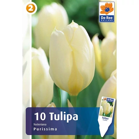 Vh Rackbox Tulipán Fosteriana Purissima 150db