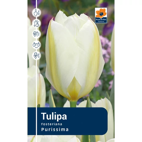 Vh Rackbox Tulipa Fosteriana Purissima 120db/cs 11/12