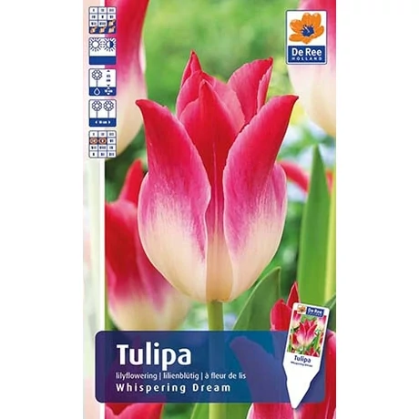 Vh Rackbox Tulipán Supreme Lilyflowering Whispering Dream 150db