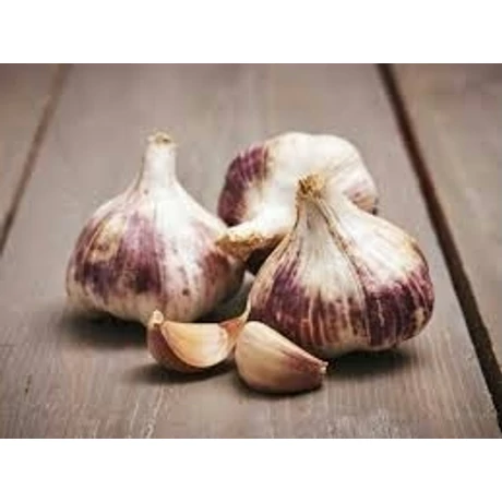 Fokhagyma Allium sativum Germidour 50-60mm 5kg/zsák