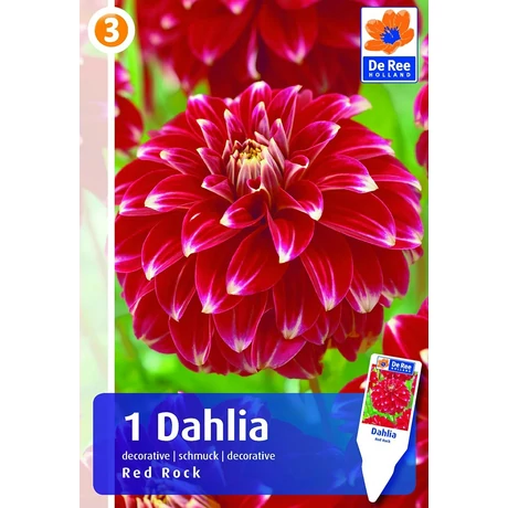 Vh08541 Dahlia Decorative Red Rock 1db/cs