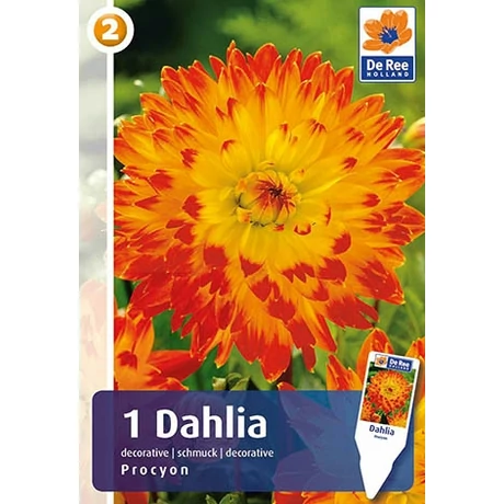 Vh08216 Dahlia Decorative Procyon 1db/cs