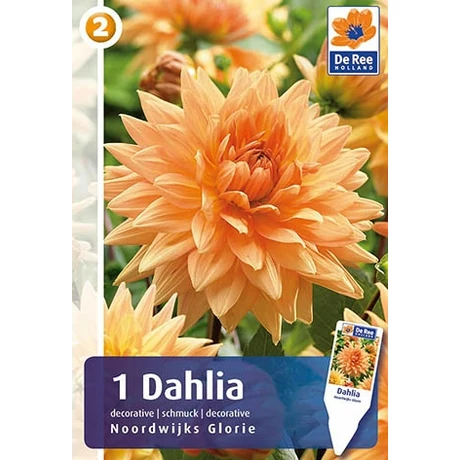 Vh08213 Dahlia Decorative Noordwíjk Glorie 1db/cs