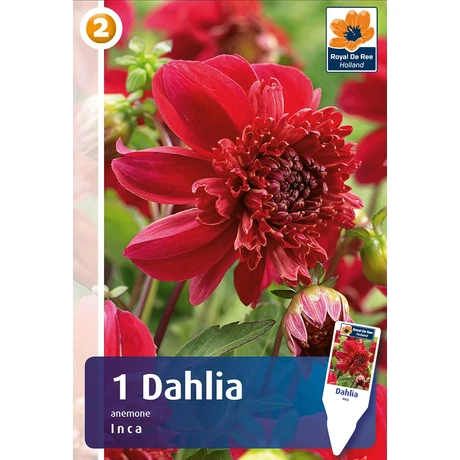 Vh08282 Dahlia Anemone Inca 1db/cs