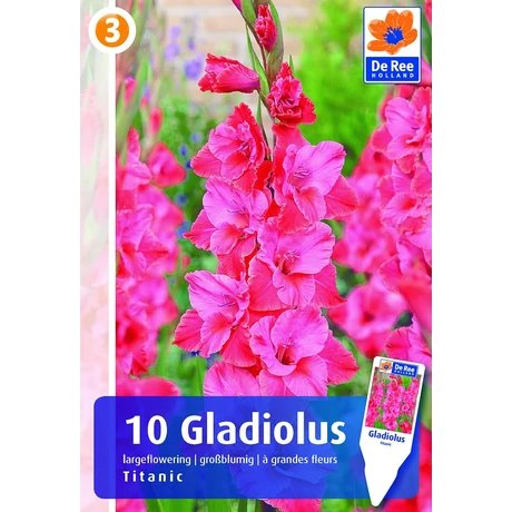 Vh08556 Gladiolus Largeflowering Titanic