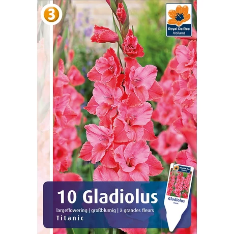 Vh08556 Gladiolus Largeflowering Titanic 10db/cs